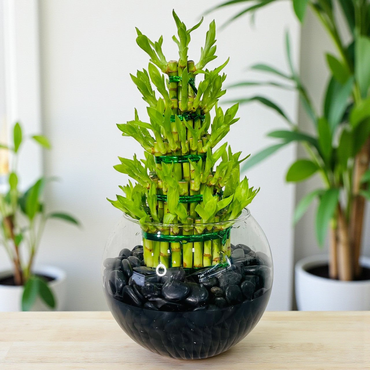 5 Layer Lucky Bamboo Plant In Galss Vase