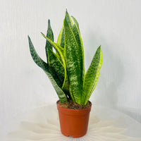 Sansevieria Trifasciata Plant - Snake Plant