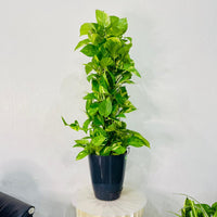 Scindapsus - Epipremnum Aureum - Money Plant
