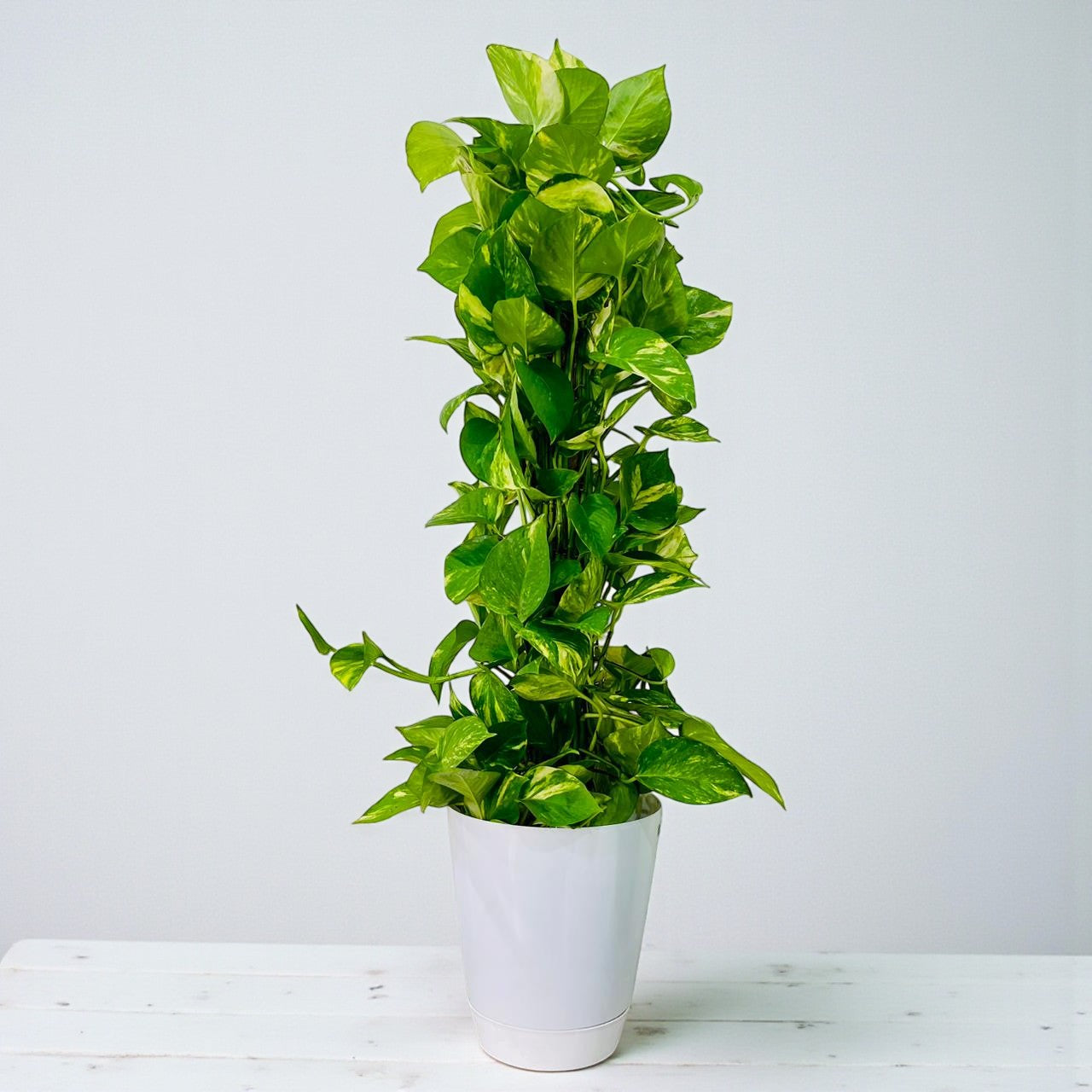 Scindapsus - Epipremnum Aureum - Money Plant