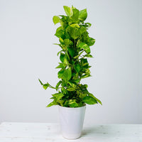 Scindapsus - Epipremnum Aureum - Money Plant