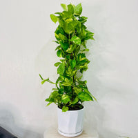 Scindapsus - Epipremnum Aureum - Money Plant