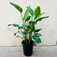 Strelitzia Nicolai Plant – Bird Of Paradise – Wild Banana
