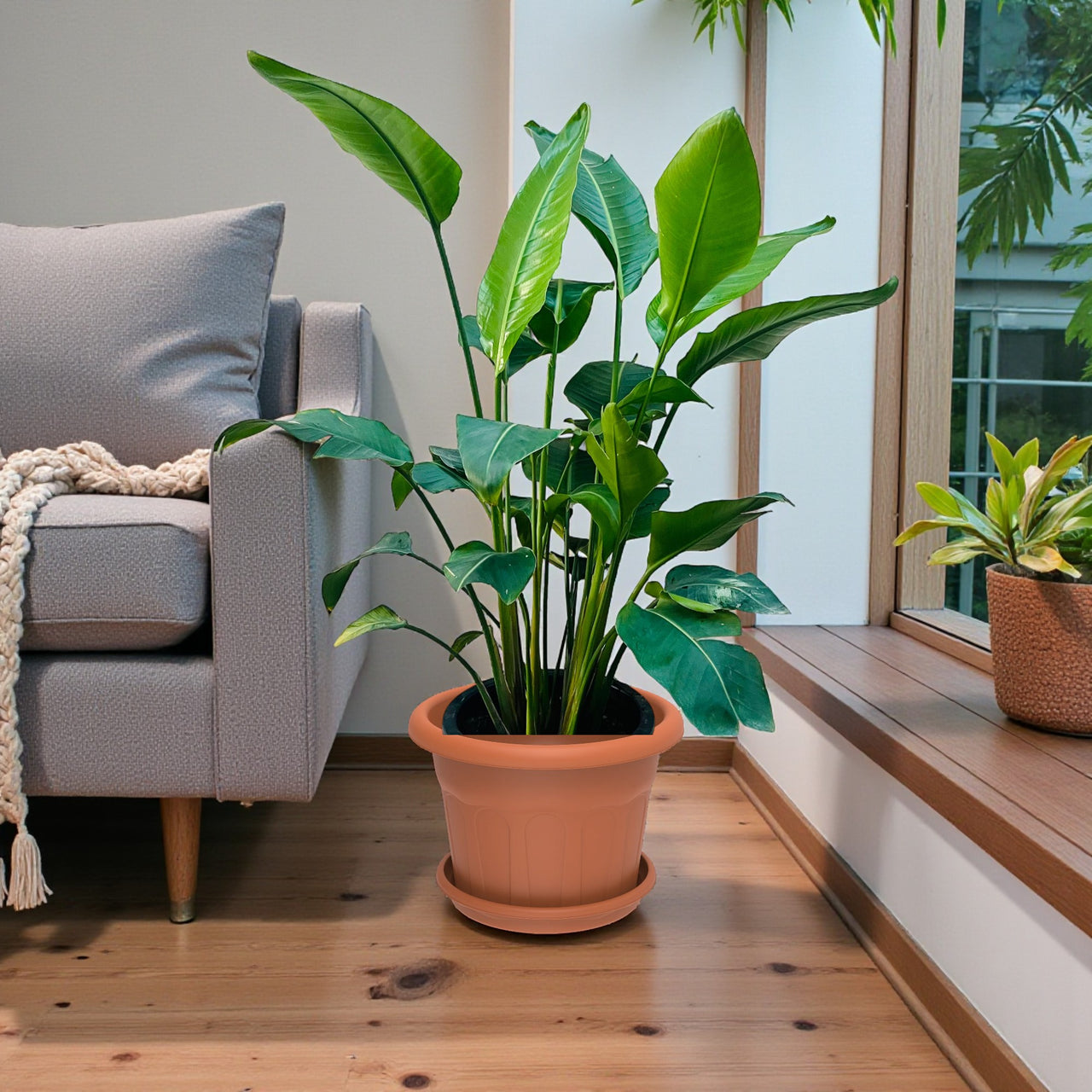 Strelitzia Nicolai Plant – Bird Of Paradise – Wild Banana