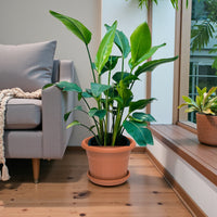 Strelitzia Nicolai Plant – Bird Of Paradise – Wild Banana