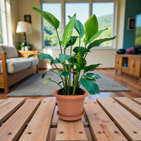 Strelitzia Nicolai Plant – Bird Of Paradise – Wild Banana