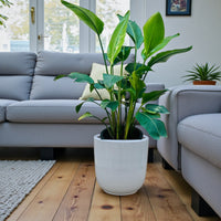 Strelitzia Nicolai Plant – Bird Of Paradise – Wild Banana