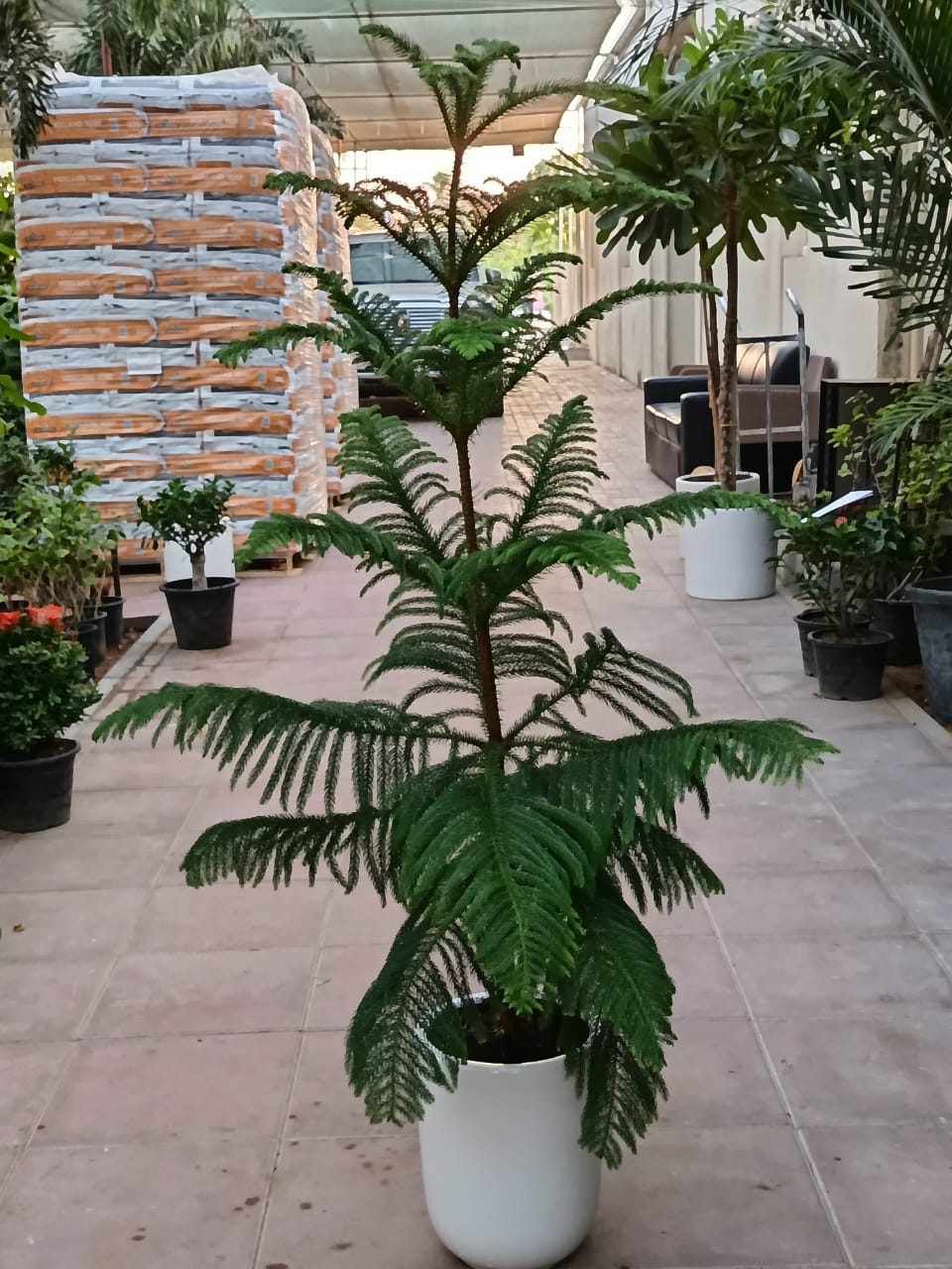 Araucaria Heterophylla Tree