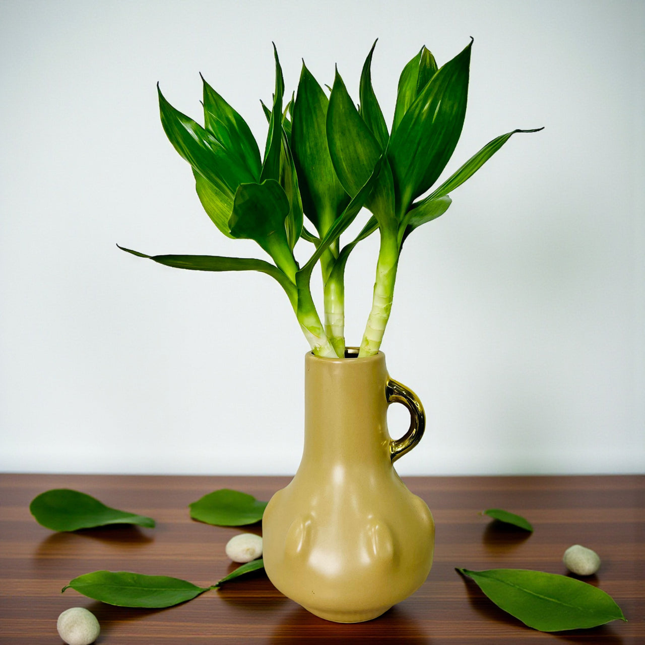 Tiger Lucky Bamboo in Ceramic Vase