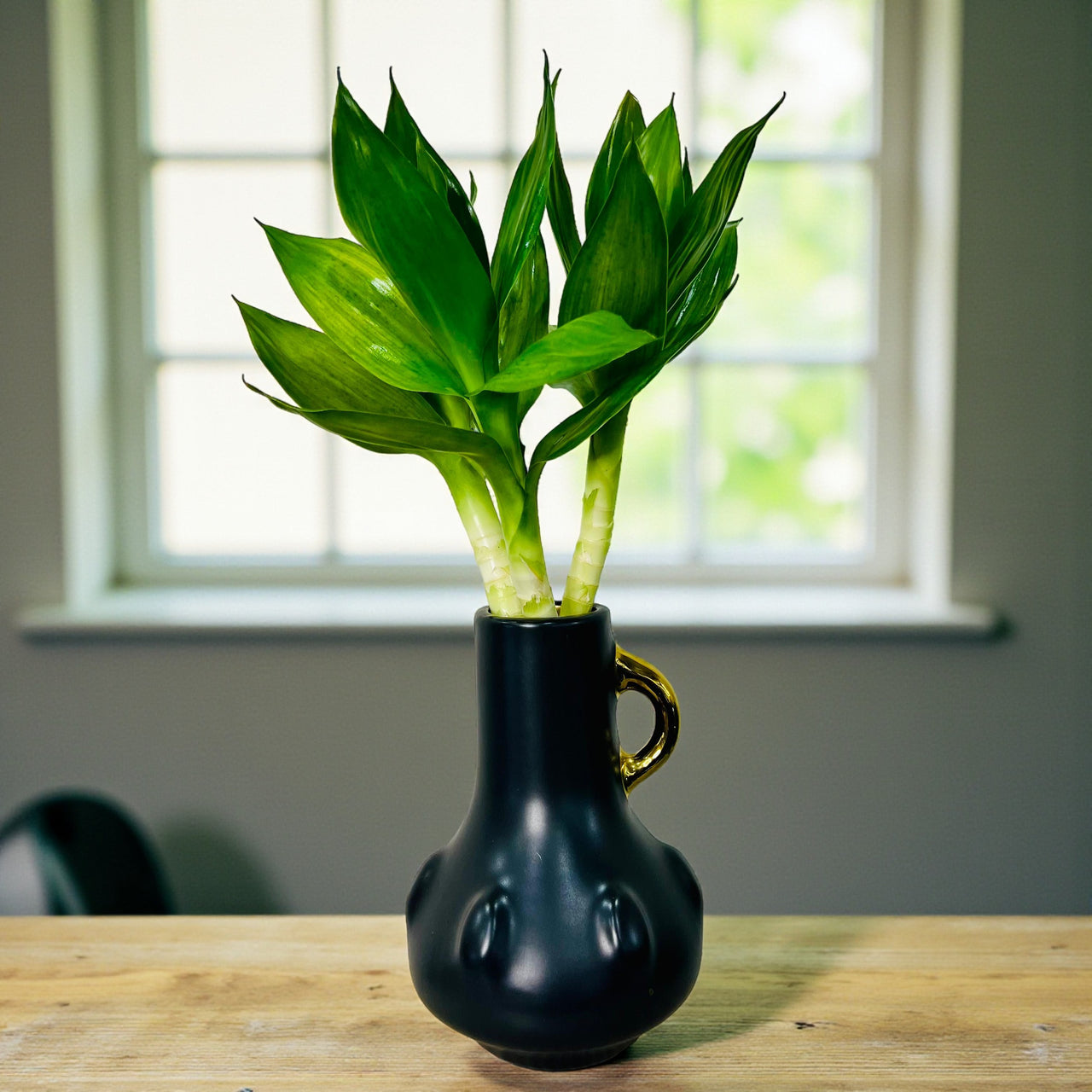Tiger Lucky Bamboo in Ceramic Vase