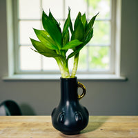 Tiger Lucky Bamboo in Ceramic Vase
