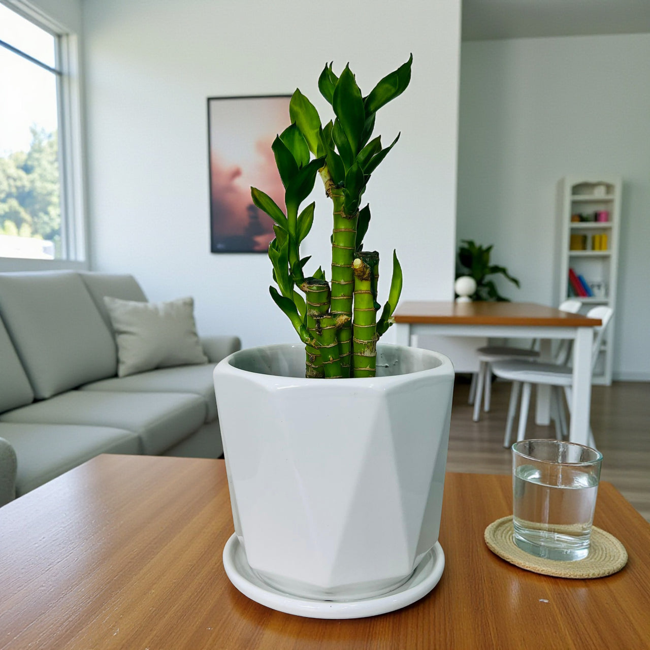 5 Lucky Lotus Bambo in Ceramic Pot