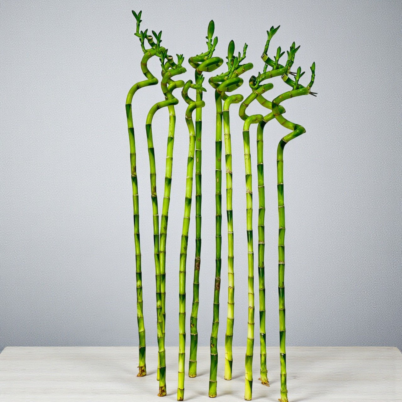 Spiral Lucky Bamboo