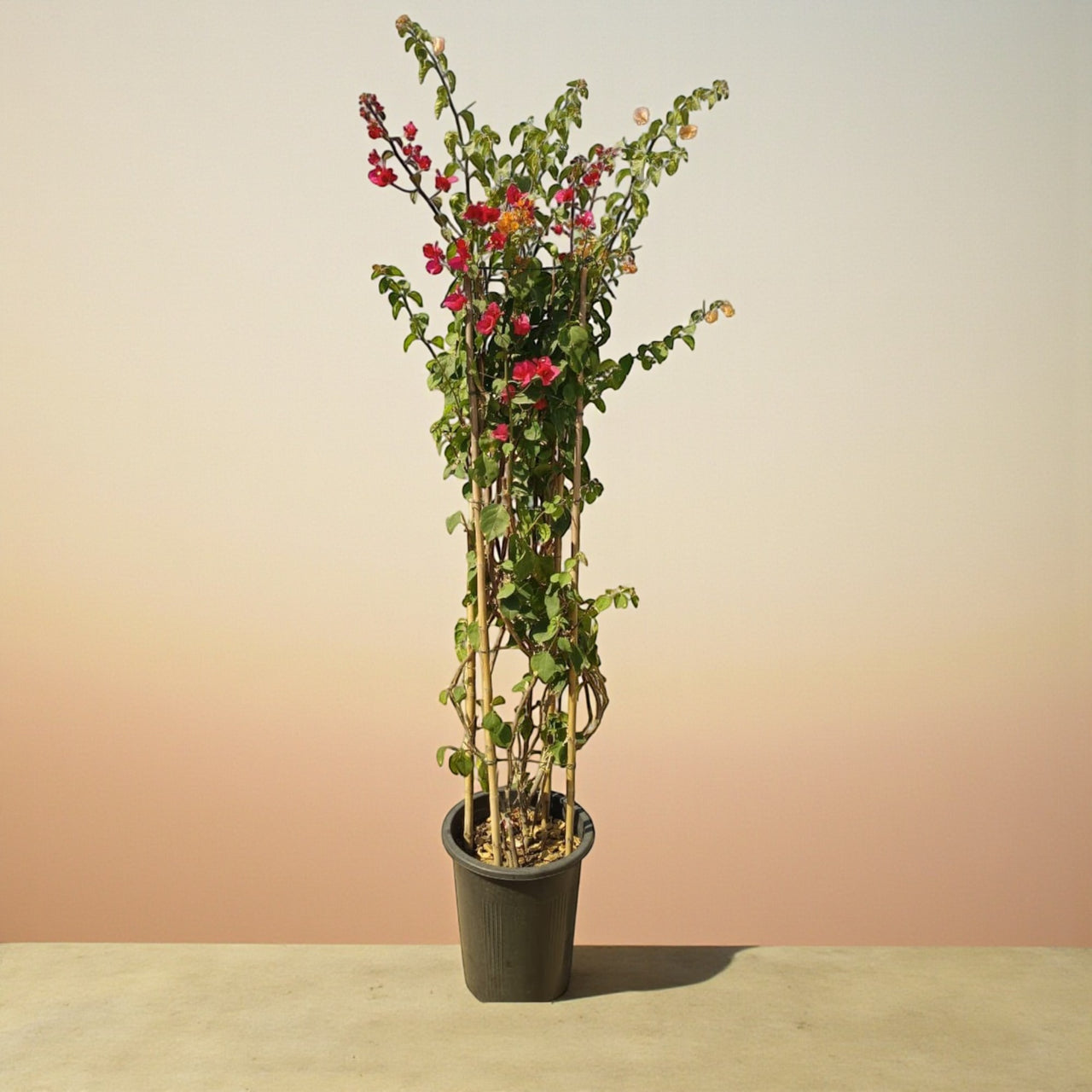 Bougainvillea Glabra 4 Stick 1.5 m