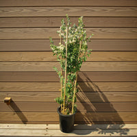 Bougainvillea Glabra 4 Stick 1.5 m