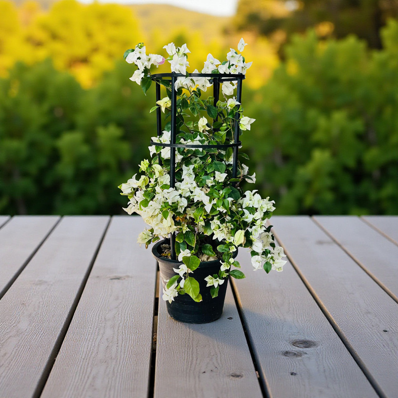 Bougainvillea 4 Sticks