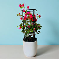 Bougainvillea 4 Sticks