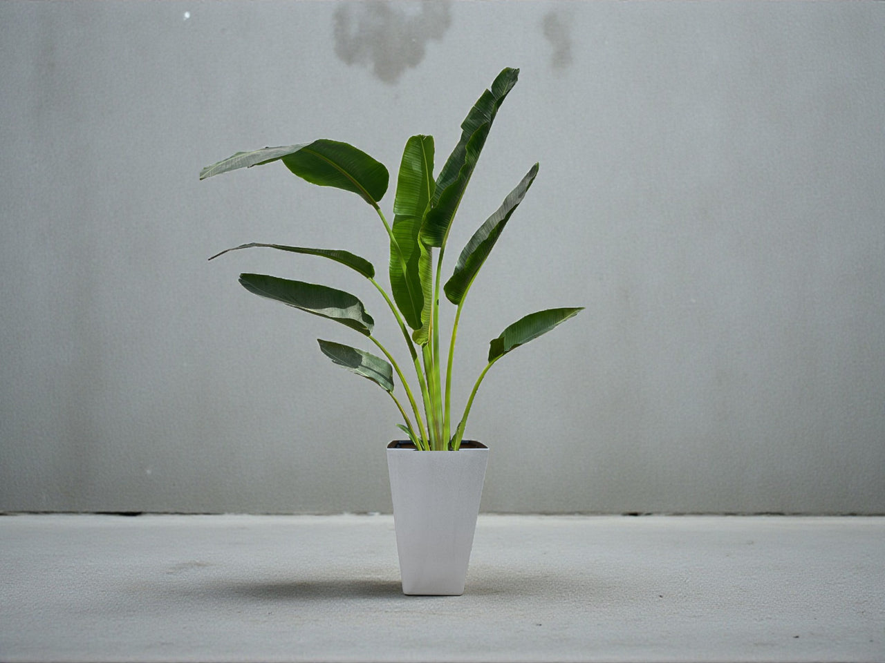 Traveller's Palm – Ravenala madagascariensis