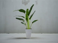 Traveller's Palm – Ravenala madagascariensis