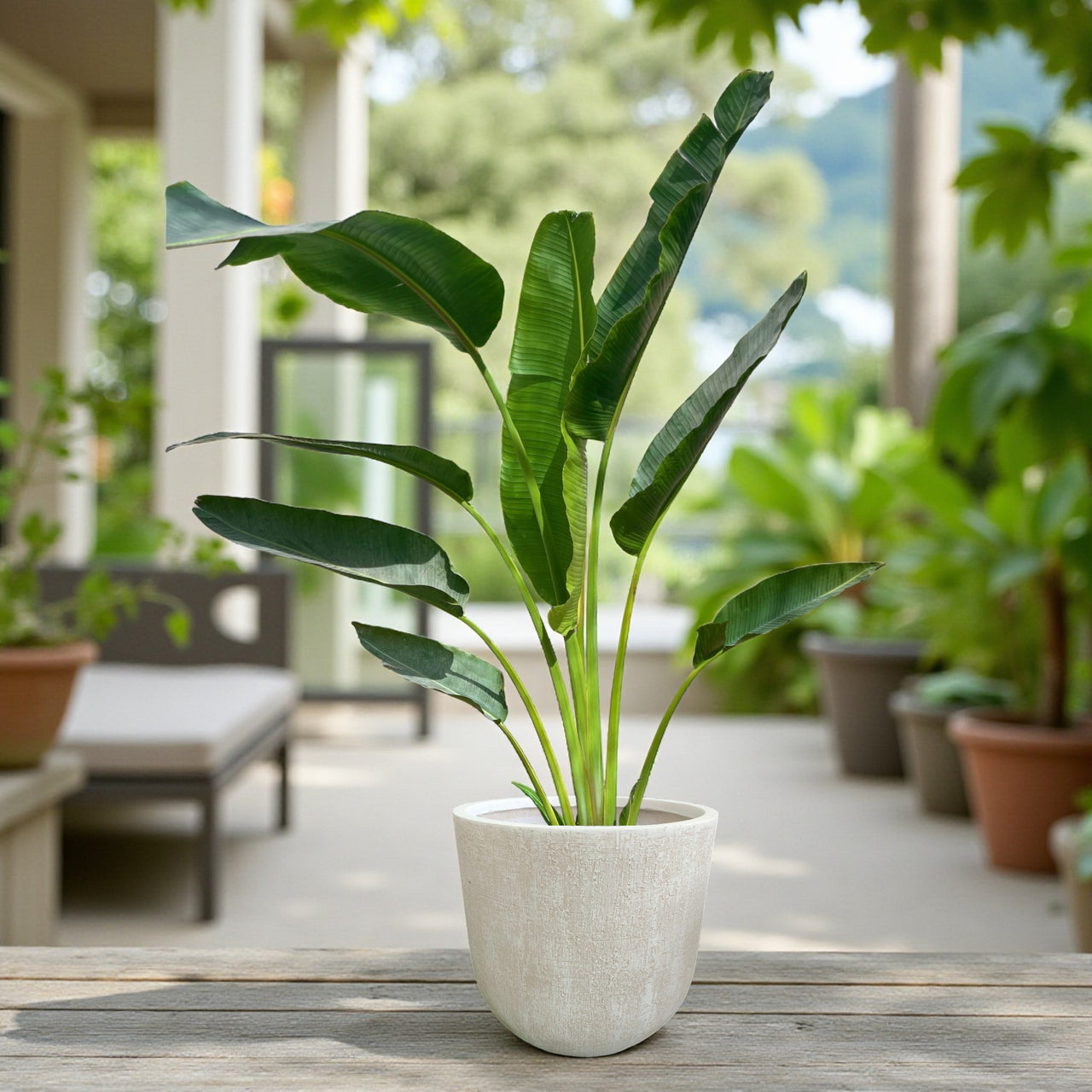 Traveller's Palm – Ravenala madagascariensis