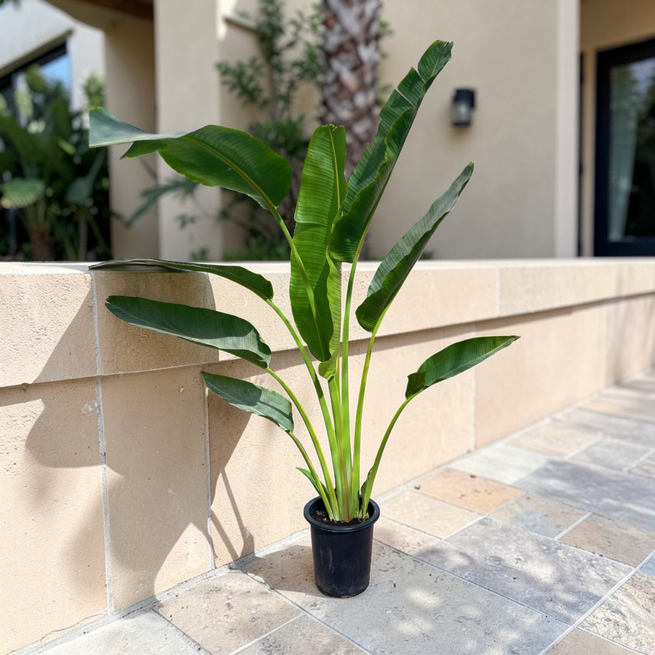 Traveller's Palm – Ravenala madagascariensis