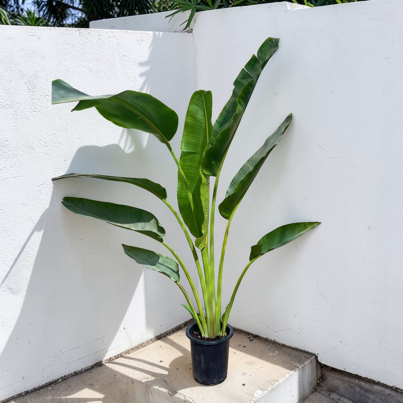 Traveller's Palm – Ravenala madagascariensis
