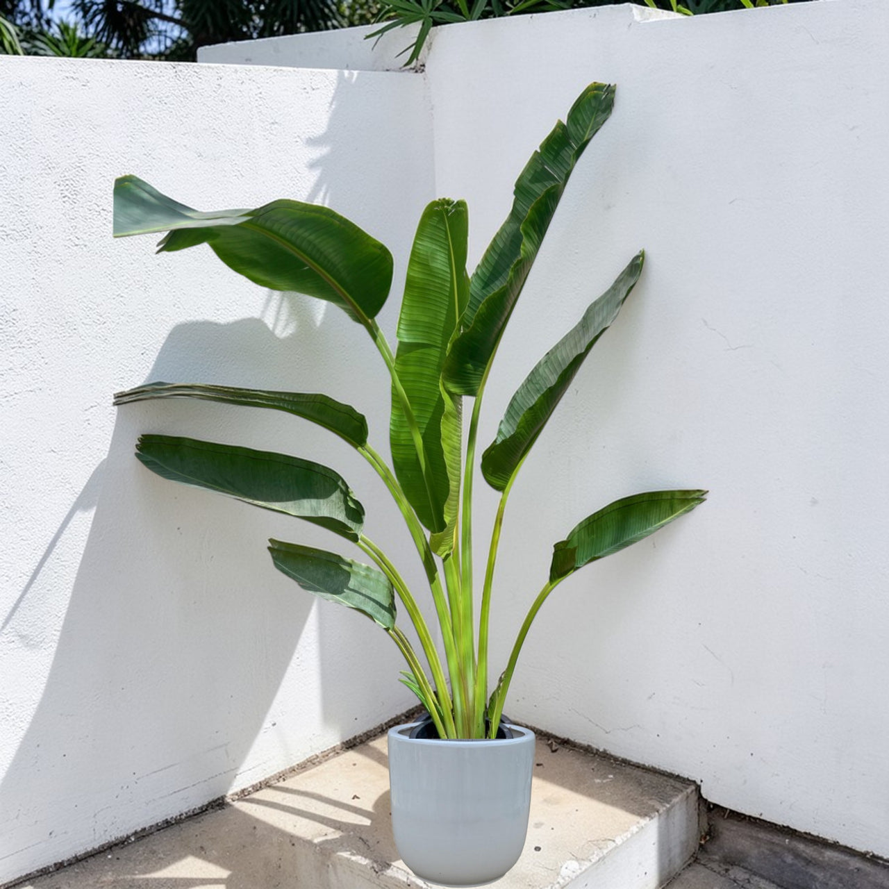 Traveller's Palm – Ravenala madagascariensis