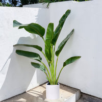Traveller's Palm – Ravenala madagascariensis