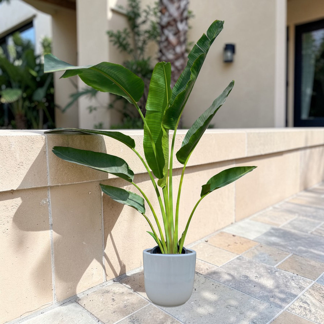 Traveller's Palm – Ravenala madagascariensis