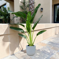 Traveller's Palm – Ravenala madagascariensis