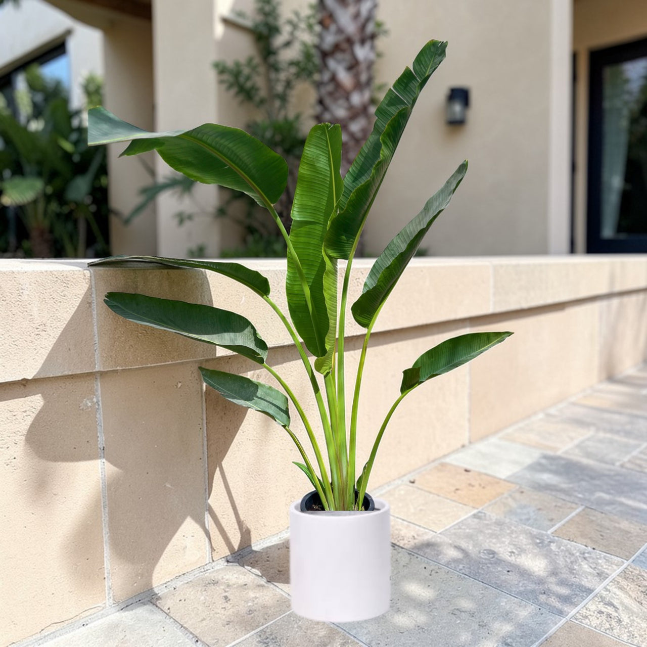 Traveller's Palm – Ravenala madagascariensis