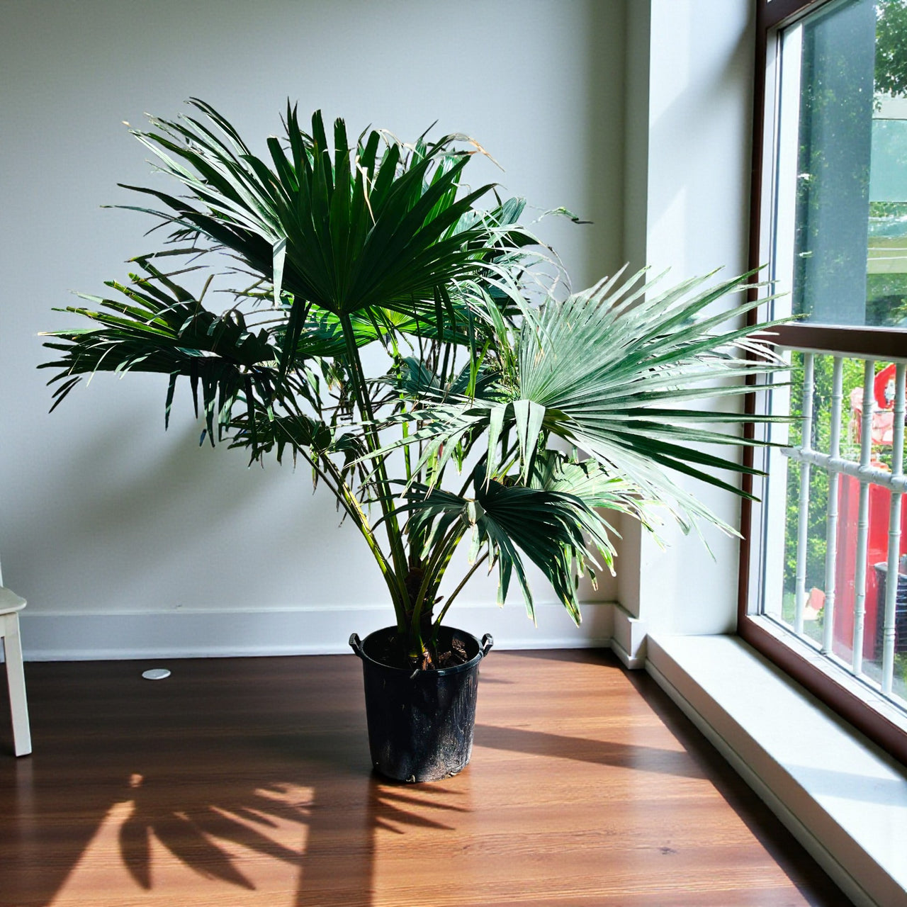 Livistona Palm – Chinese Fan Palm – Large Leaves