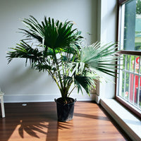 Livistona Palm – Chinese Fan Palm – Large Leaves