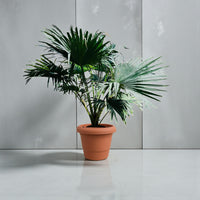 Livistona Palm – Chinese Fan Palm – Large Leaves