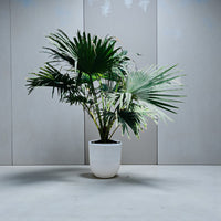 Livistona Palm – Chinese Fan Palm – Large Leaves