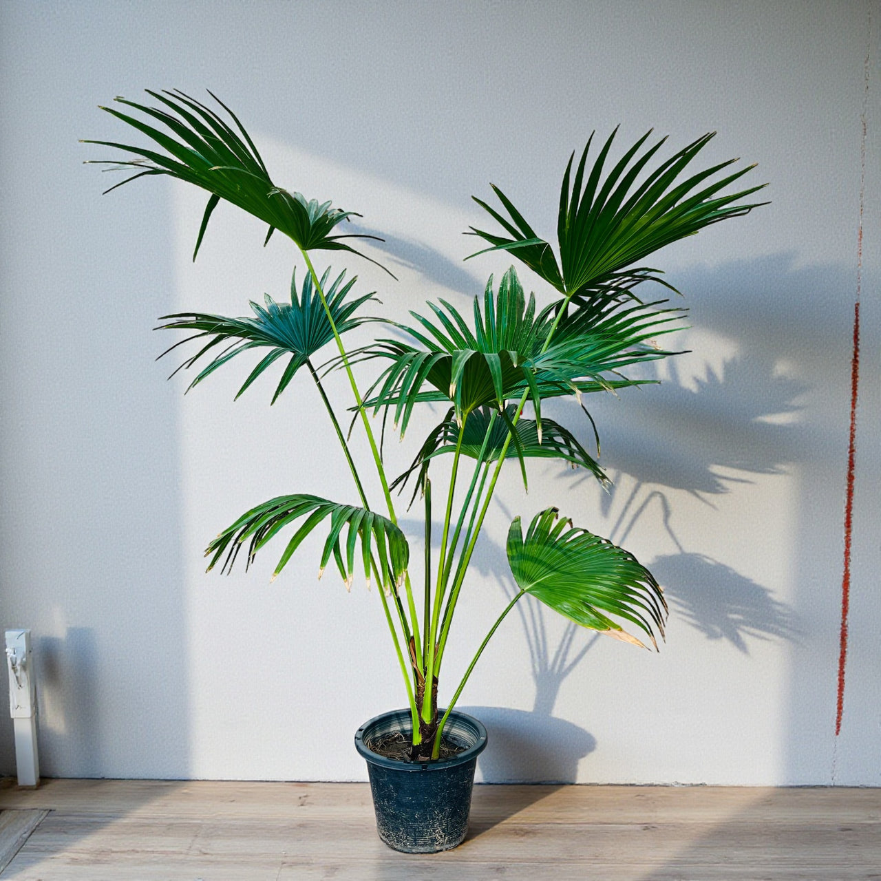 Livistona Palm – Chinese Fan Palm – Large Leaves