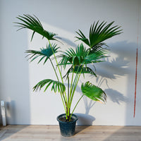 Livistona Palm – Chinese Fan Palm – Large Leaves