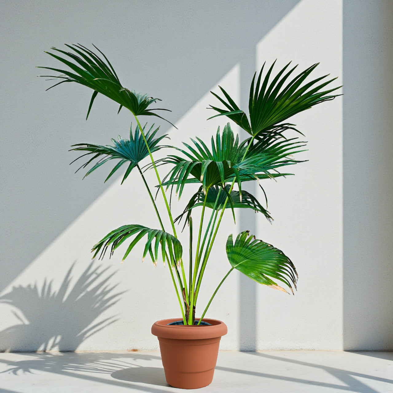 Livistona Palm – Chinese Fan Palm – Large Leaves