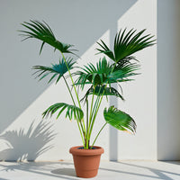 Livistona Palm – Chinese Fan Palm – Large Leaves