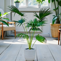 Livistona Palm – Chinese Fan Palm – Large Leaves