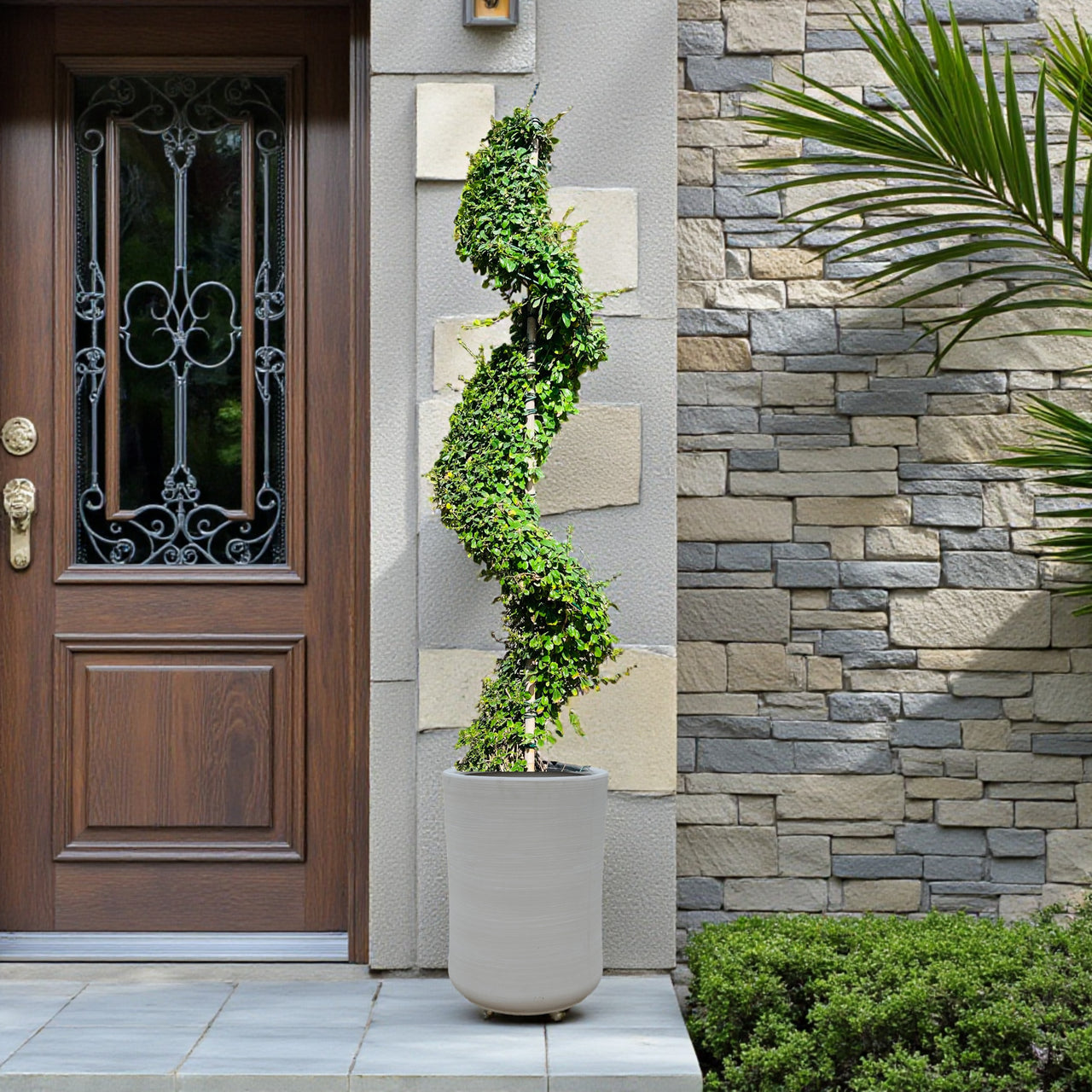 Ehretia Microphylla – Spiral Shape – Fukien Tea Tree (1.5–2.0m)