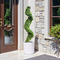 Ehretia Microphylla – Spiral Shape – Fukien Tea Tree (1.5–2.0m)