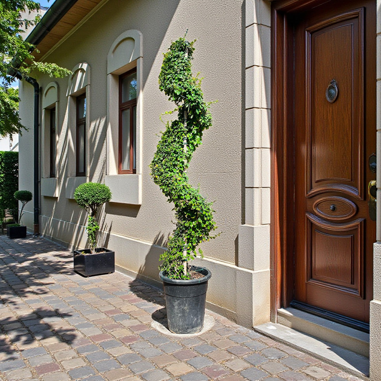 Ehretia Microphylla – Spiral Shape – Fukien Tea Tree (1.5–2.0m)