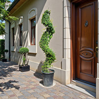 Ehretia Microphylla – Spiral Shape – Fukien Tea Tree (1.5–2.0m)