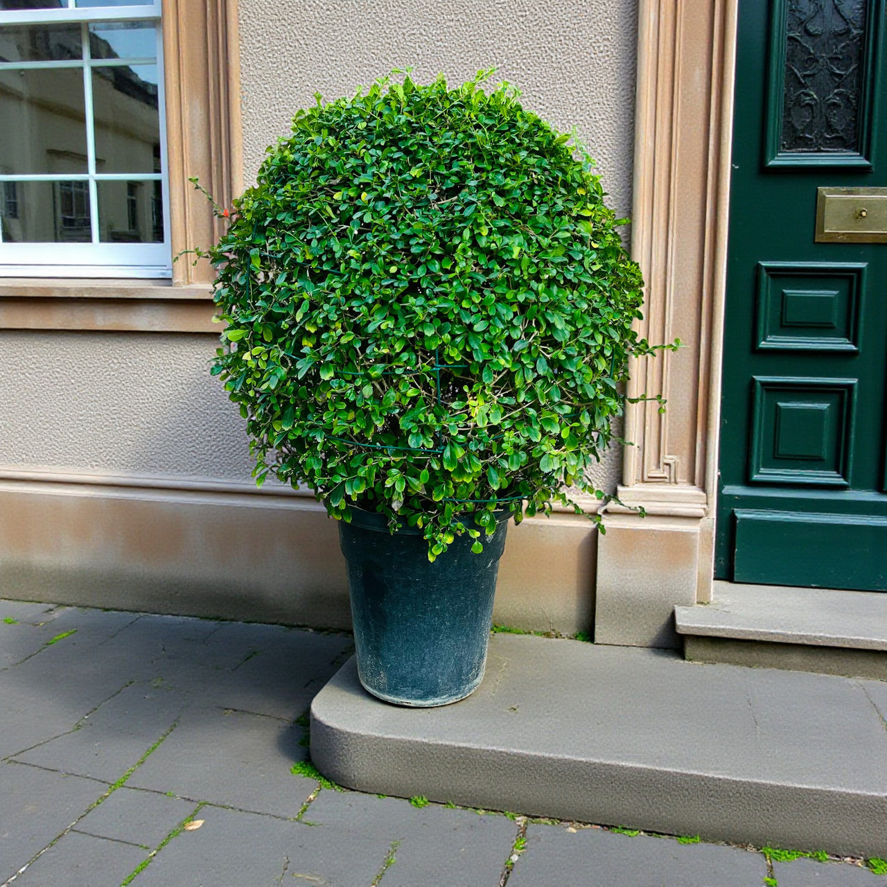 Ehretia Microphylla - Fukien Tea Tree - Ehretia Ball Shape