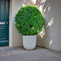 Ehretia Microphylla - Fukien Tea Tree - Ehretia Ball Shape