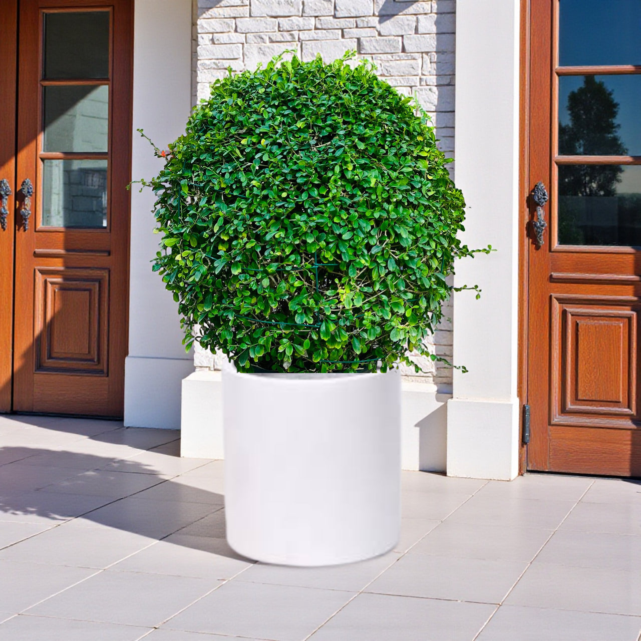 Ehretia Microphylla - Fukien Tea Tree - Ehretia Ball Shape