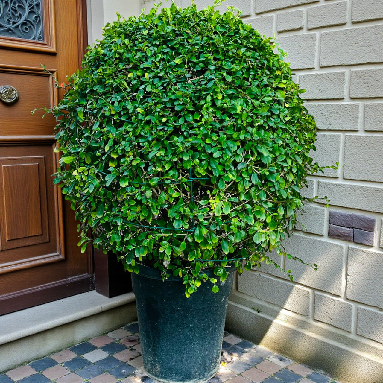 Ehretia Microphylla - Fukien Tea Tree - Ehretia Ball Shape