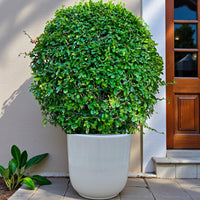 Ehretia Microphylla - Fukien Tea Tree - Ehretia Ball Shape