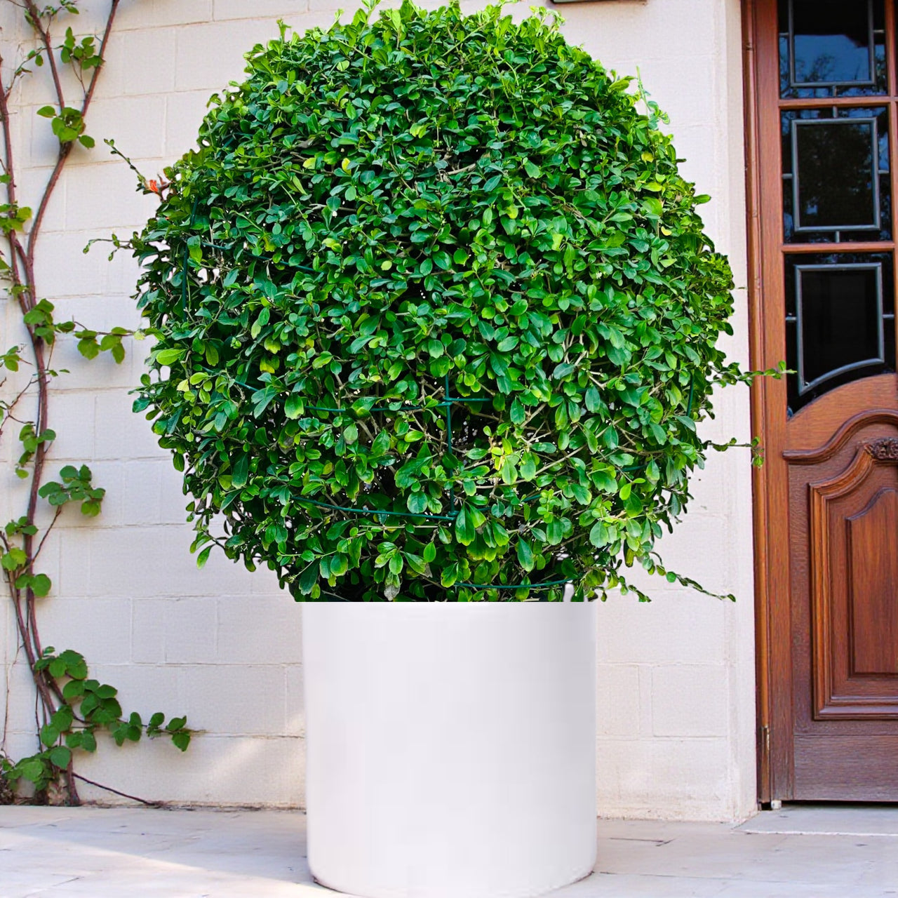 Ehretia Microphylla - Fukien Tea Tree - Ehretia Ball Shape